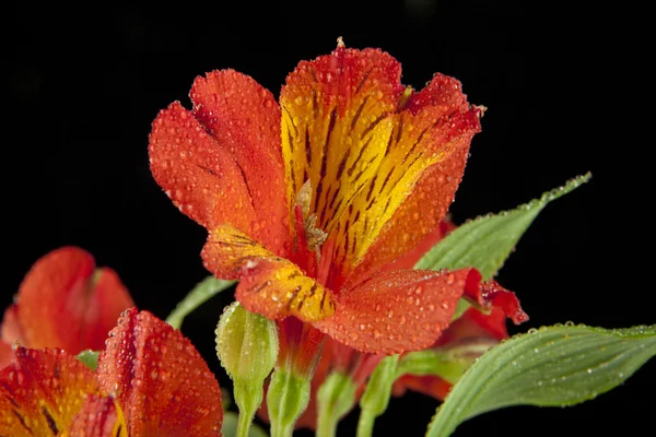 美しい野生の蘭の花 — ストック写真