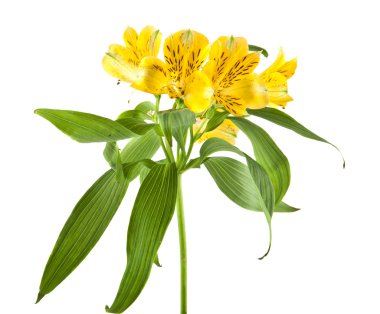 Beyaz bir arka plan üzerinde izole alstroemeria