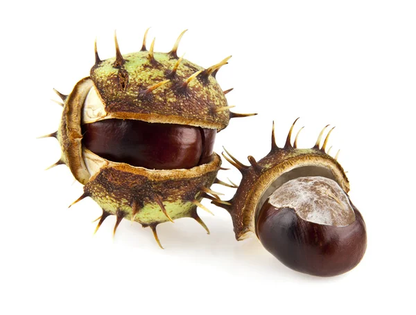 Chestnut  on a white background — Stock Photo, Image