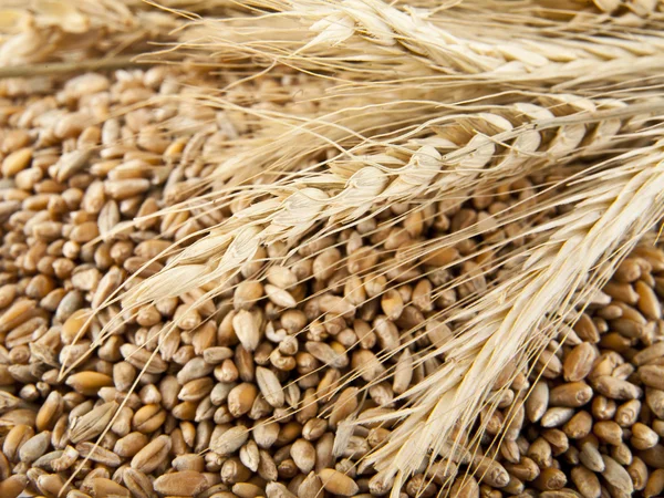 Grains of wheat in closeup view — Stock Photo, Image