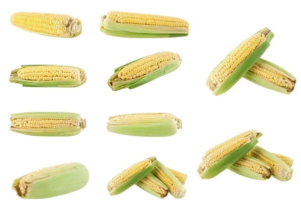 Corn isolated on white background — Stock Photo, Image