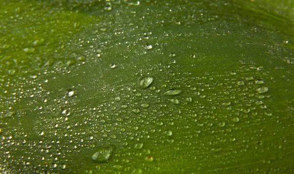 Gotas de agua — Foto de Stock