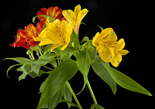 Alstroemeria flores isoladas em fundo preto — Fotografia de Stock