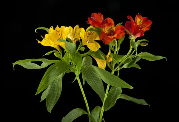 Alstroemeria flowers isolated on black background — Stock Photo, Image