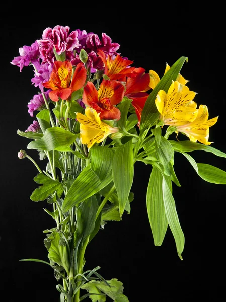 Blumen auf schwarzem Hintergrund — Stockfoto