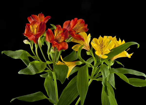 Αλστρομέριες λουλούδια που απομονώνονται σε μαύρο φόντο — Φωτογραφία Αρχείου