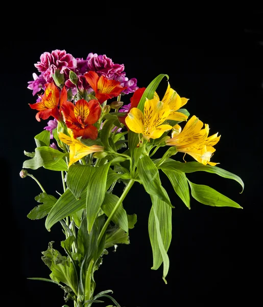 Квіти на чорному тлі — стокове фото