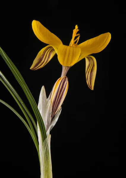 Żółte kwiaty na białym na czarnym tle — Zdjęcie stockowe