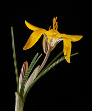 siyah bir arka plan üzerinde izole çiçekler