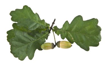 Palamutlar yaprakları ile