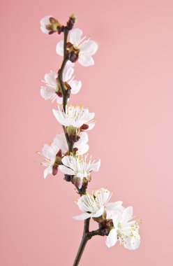 pembe bir arka plan üzerine kayısı çiçek