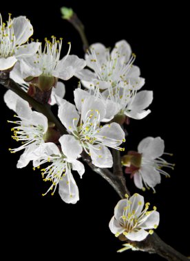 siyah bir zemin üzerine kayısı çiçek