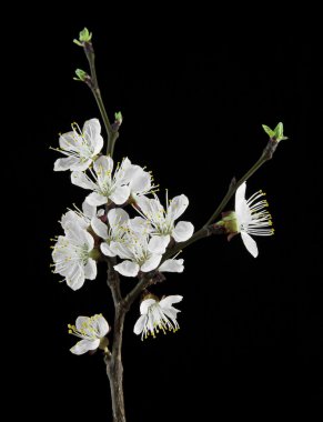 siyah bir zemin üzerine kayısı çiçek