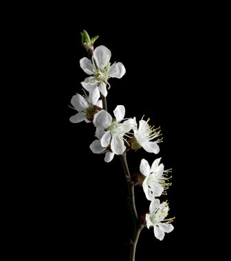 siyah bir zemin üzerine kayısı çiçek