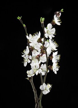 siyah bir zemin üzerine kayısı çiçek