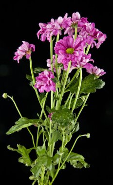 Siyah arkaplanda çiçekler