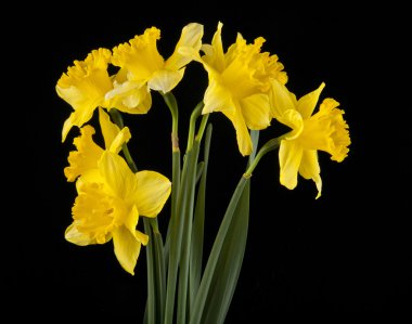 Bahar sarı nergis çiçekleri