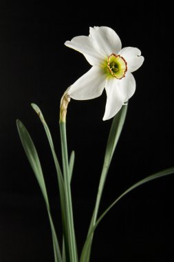 bahar çiçekleri nergis