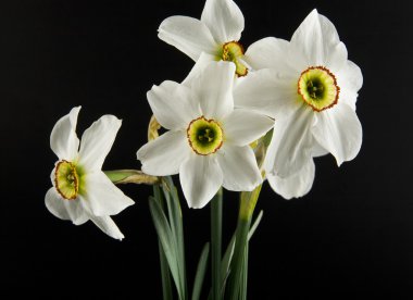 bahar çiçekleri nergis