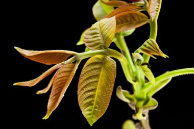 Ceviz dalı yaprakları ile