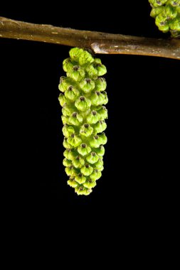 Ceviz dalı yaprakları ile