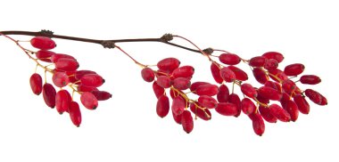 Kızamık bir beyaz arka plan portre üzerinde