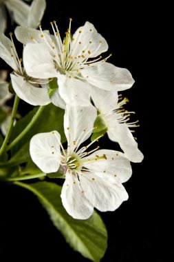 bahar çiçekleri kiraz