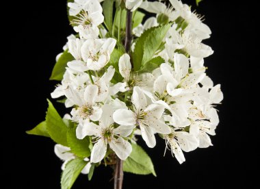 bahar çiçekleri kiraz