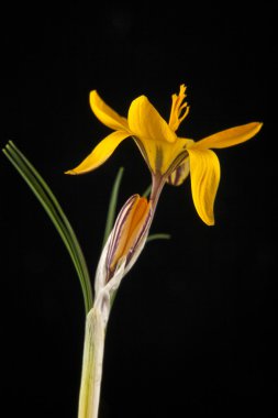 siyah bir arka plan üzerinde izole sarı çiçek