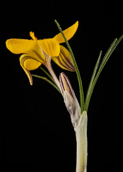 yellow flowers isolated on a black background