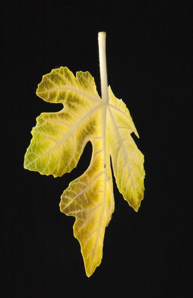 Vijgenblad op een zwarte achtergrond — Stockfoto