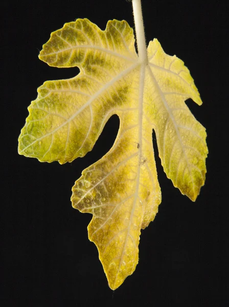 Hoja de higo sobre fondo negro — Foto de Stock