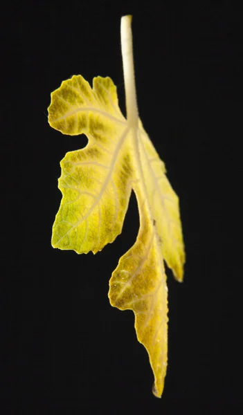 Vijgenblad op een zwarte achtergrond — Stockfoto