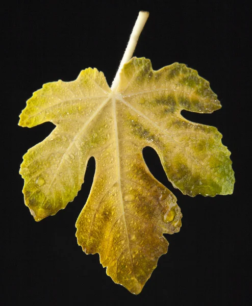 Hoja de higo sobre fondo negro — Foto de Stock