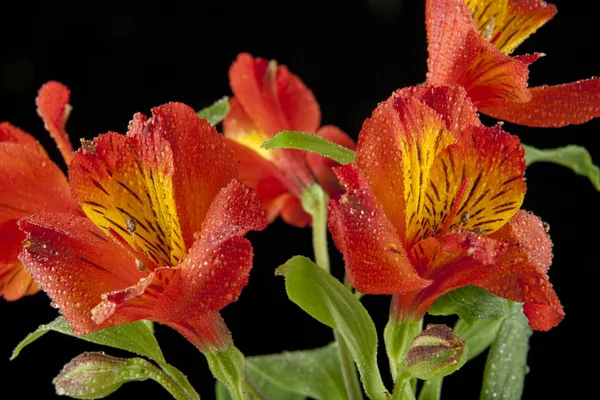 Alstroemeria flores aisladas sobre fondo negro —  Fotos de Stock