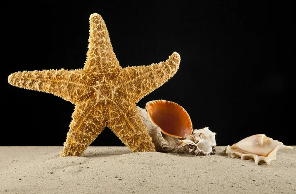 Starfish and cockleshells — Stock Photo, Image