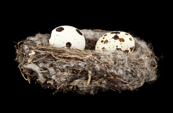 Œufs dans un nid sont isolés sur un fond noir — Photo