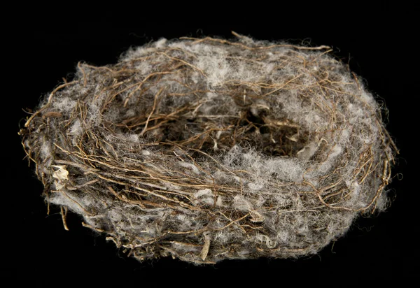 Nest auf schwarzem Hintergrund — Stockfoto