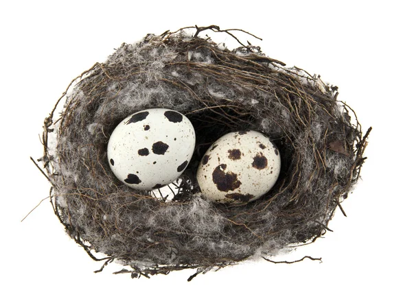 Eier im Nest — Stockfoto