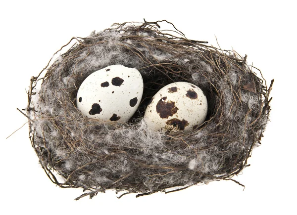 Eier im Nest — Stockfoto