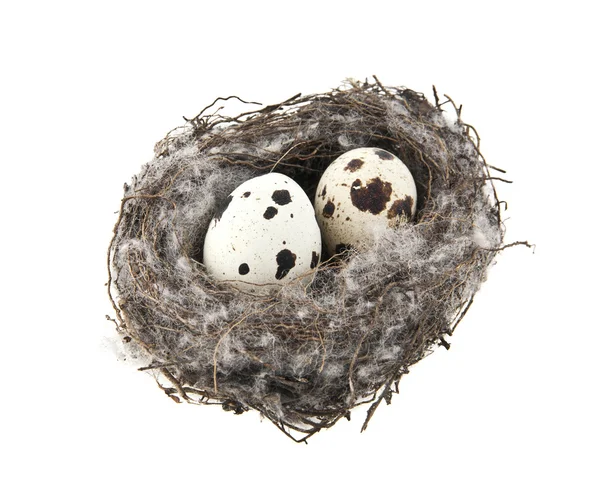 Eieren in een nest — Stockfoto