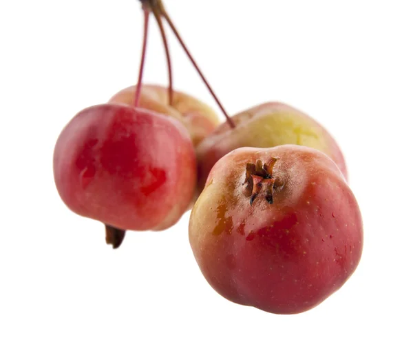 Apel diisolasi di latar belakang putih — Stok Foto