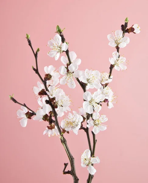 Apricot flowers on a pink background — Stock Photo, Image