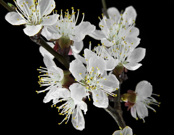 Flores de albaricoque sobre un fondo negro — Foto de Stock