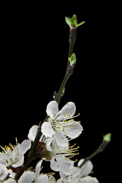 Flores de albaricoque sobre un fondo negro — Foto de Stock