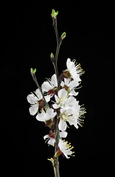 Apricot flowers on a black background — Stock Photo, Image