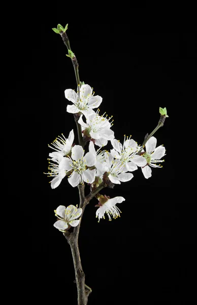 Aprikosenblüten auf schwarzem Hintergrund — Stockfoto