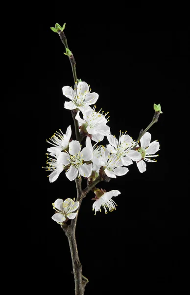 Abrikoos bloemen op een zwarte achtergrond — Stockfoto