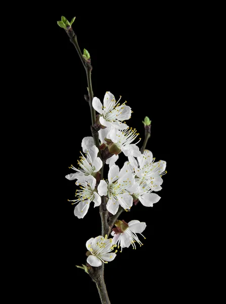 Aprikosenblüten auf schwarzem Hintergrund — Stockfoto