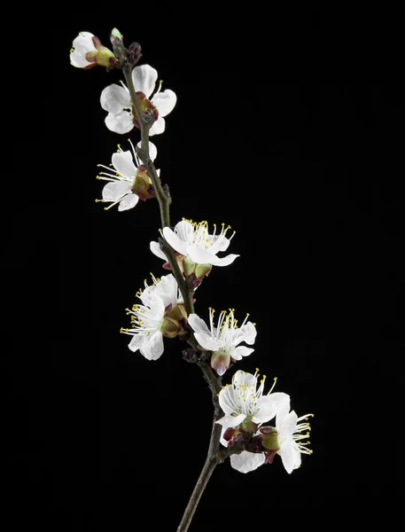 Aprikosenblüten auf schwarzem Hintergrund — Stockfoto